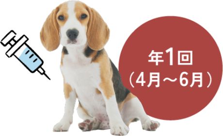 陶のまちどうぶつ病院,狂犬病ワクチン