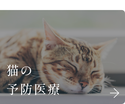 猫の予防治療