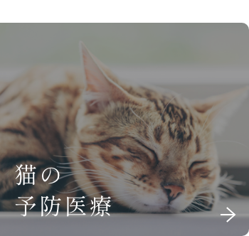 猫の予防治療