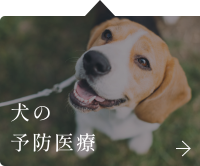 犬の予防治療