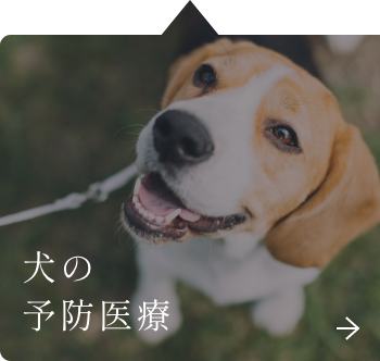 犬の予防治療